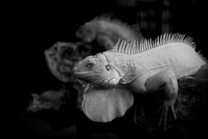 4LDKとはどのような間取りの特徴を持つのか？