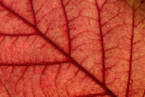 間取り4SLDKの魅力と実際の生活スタイルは？