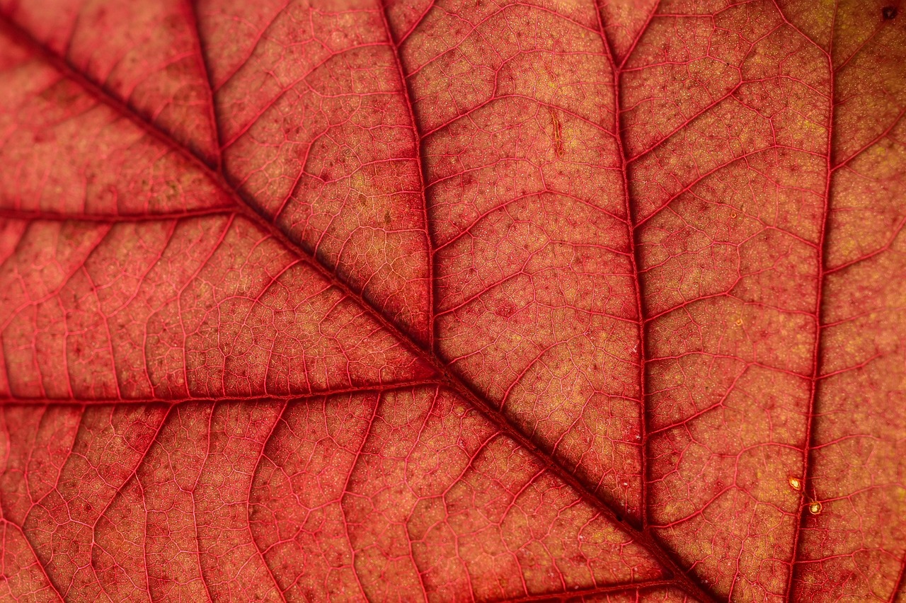 間取り4SLDKの魅力と実際の生活スタイルは？