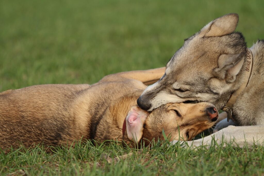 土地選び方における家族の優先順位は何ですか？