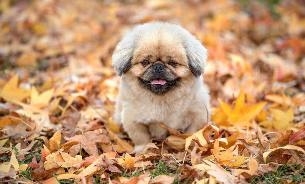 4dk とは何か？その特徴と活用法を徹底解説！