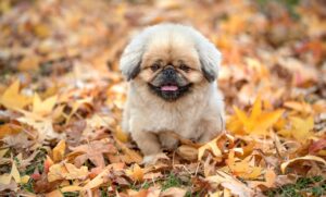 4dk とは何か？その特徴と活用法を徹底解説！