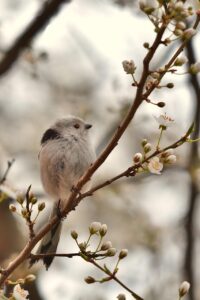「小さい家を注文する際のポイントは？」