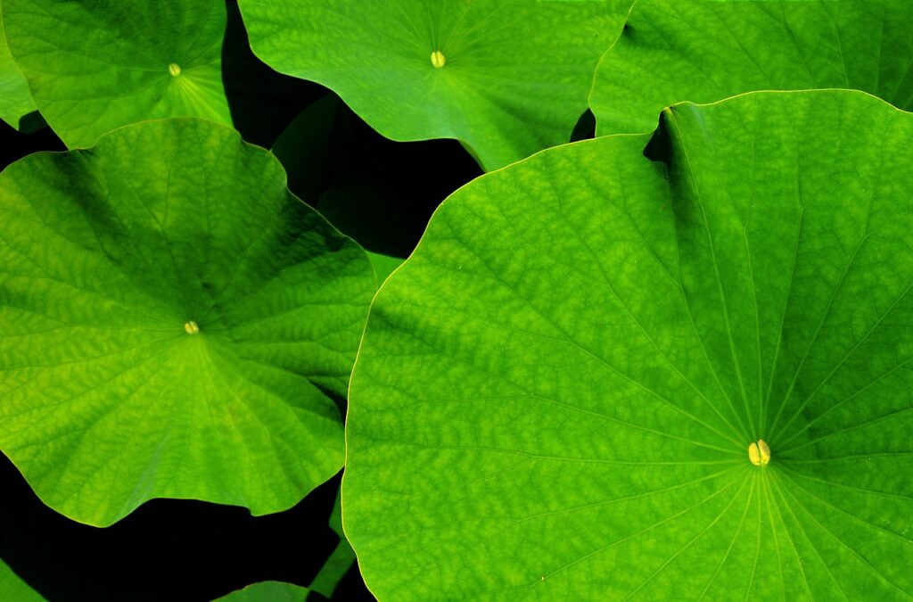 4LDKは何畳になるの？実際の広さを知って快適な住まいを実現しよう！